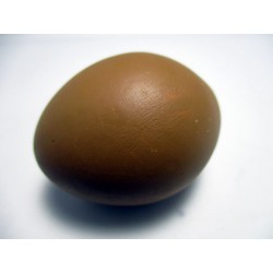 Huevo de Gallina oscuro...